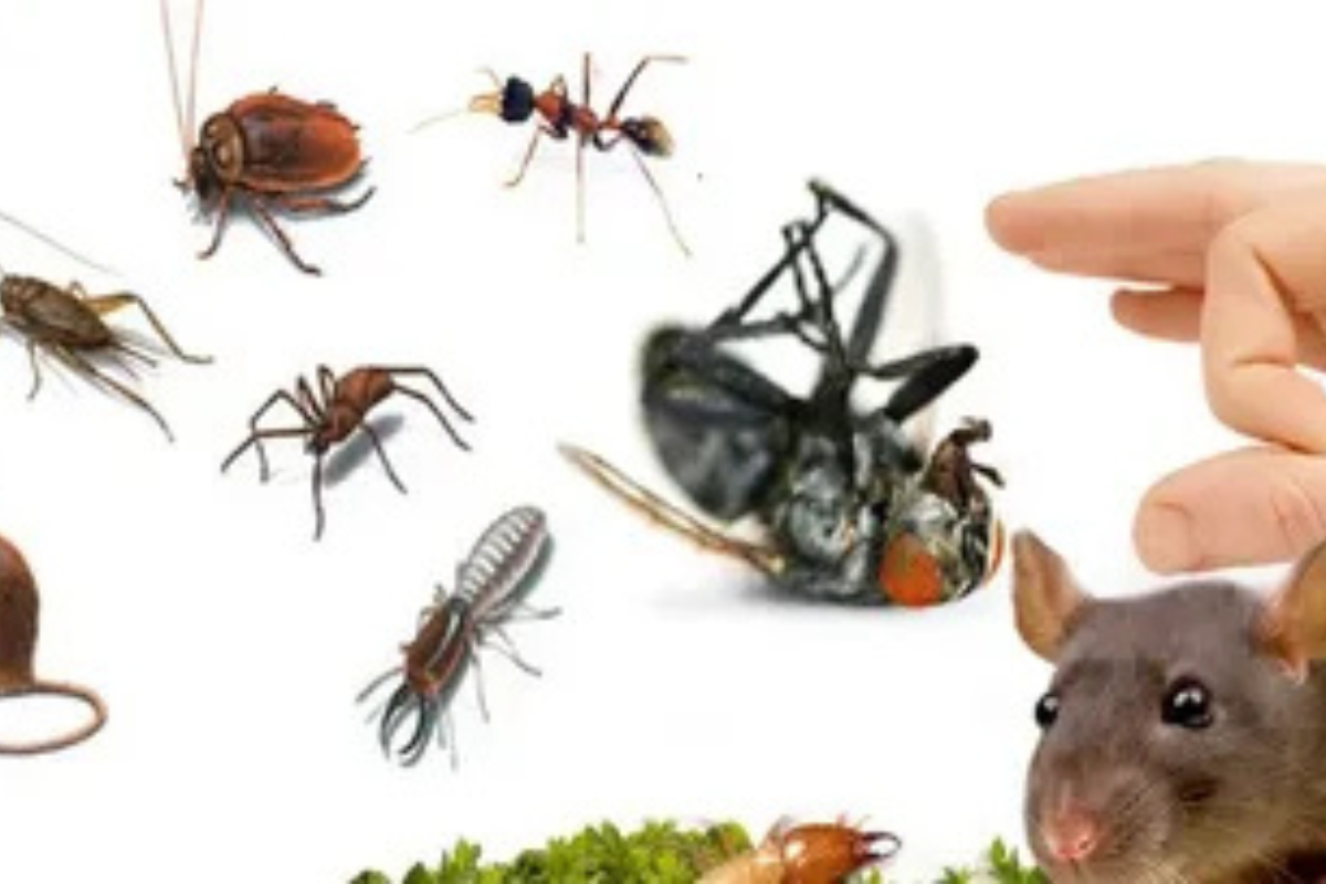 افضل شركة مكافحة قوارض بالعين